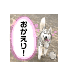 シベリアンハスキー ダルさん日常スタンプ（個別スタンプ：18）