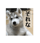 シベリアンハスキー ダルさん日常スタンプ（個別スタンプ：19）