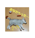 シベリアンハスキー ダルさん日常スタンプ（個別スタンプ：20）