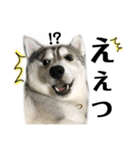 シベリアンハスキー ダルさん日常スタンプ（個別スタンプ：21）
