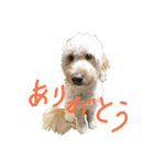 ゴールデンドゥードゥル  アグリ3（個別スタンプ：2）