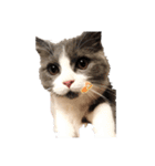 うちん家の猫  ＊カンナ・バニラ・ラムネ＊（個別スタンプ：1）