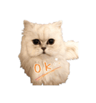 うちん家の猫  ＊カンナ・バニラ・ラムネ＊（個別スタンプ：3）