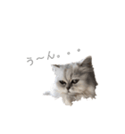 うちん家の猫  ＊カンナ・バニラ・ラムネ＊（個別スタンプ：5）