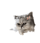 うちん家の猫  ＊カンナ・バニラ・ラムネ＊（個別スタンプ：6）
