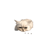 うちん家の猫  ＊カンナ・バニラ・ラムネ＊（個別スタンプ：9）
