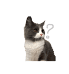 うちん家の猫  ＊カンナ・バニラ・ラムネ＊（個別スタンプ：13）