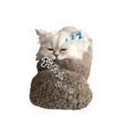 うちん家の猫  ＊カンナ・バニラ・ラムネ＊（個別スタンプ：15）