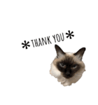 うちん家の猫  ＊カンナ・バニラ・ラムネ＊（個別スタンプ：18）
