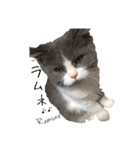 うちん家の猫  ＊カンナ・バニラ・ラムネ＊（個別スタンプ：24）