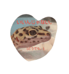 レオパのこむぎスタンプ1（個別スタンプ：2）