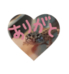 レオパのこむぎスタンプ1（個別スタンプ：7）
