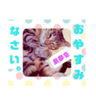 ちょん太のスタンプ（個別スタンプ：1）