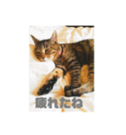 ちょん太のスタンプ（個別スタンプ：7）