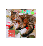 ちょん太のスタンプ（個別スタンプ：11）