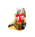 ねこの会話。なっちゃんあつこ（個別スタンプ：13）