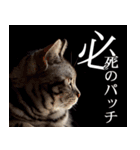 猫の銀河の関西弁（個別スタンプ：1）