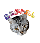 猫の銀河の関西弁（個別スタンプ：2）