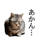 猫の銀河の関西弁（個別スタンプ：4）