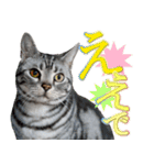 猫の銀河の関西弁（個別スタンプ：5）