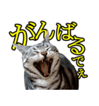 猫の銀河の関西弁（個別スタンプ：6）