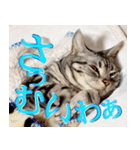 猫の銀河の関西弁（個別スタンプ：7）