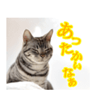猫の銀河の関西弁（個別スタンプ：8）