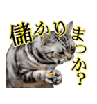 猫の銀河の関西弁（個別スタンプ：9）