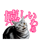 猫の銀河の関西弁（個別スタンプ：11）
