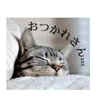 猫の銀河の関西弁（個別スタンプ：12）