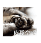 猫の銀河の関西弁（個別スタンプ：13）