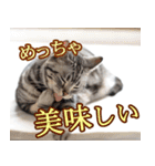 猫の銀河の関西弁（個別スタンプ：15）