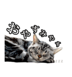 猫の銀河の関西弁（個別スタンプ：18）