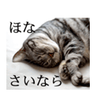 猫の銀河の関西弁（個別スタンプ：19）
