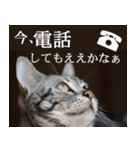 猫の銀河の関西弁（個別スタンプ：22）