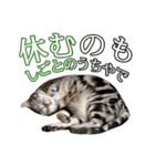 猫の銀河の関西弁（個別スタンプ：23）