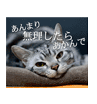 猫の銀河の関西弁（個別スタンプ：24）