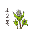 高山植物の花で癒してね（個別スタンプ：36）