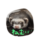 うちの、フェレズ❣️（個別スタンプ：3）
