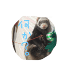 うちの、フェレズ❣️（個別スタンプ：4）