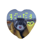うちの、フェレズ❣️（個別スタンプ：5）