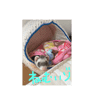 うちの、フェレズ❣️（個別スタンプ：7）