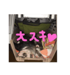うちの、フェレズ❣️（個別スタンプ：8）