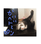 うちのフェレズ2（個別スタンプ：5）