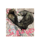 うちのフェレズ2（個別スタンプ：11）