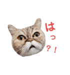 うちのにゃんこちゃん達2（個別スタンプ：5）
