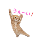 うちのにゃんこちゃん達2（個別スタンプ：6）