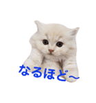 うちのにゃんこちゃん達2（個別スタンプ：10）