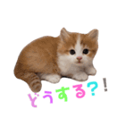 うちのにゃんこちゃん達2（個別スタンプ：11）