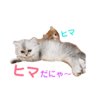 うちのにゃんこちゃん達2（個別スタンプ：13）